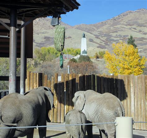 Zoo utah - May 2, 2023 · Utah's Hogle Zoo has announced its decision to pause its continuous care of elephants that spans over 100 years. Tue, 19 Mar 2024 11:08:38 GMT (1710846518637) ...